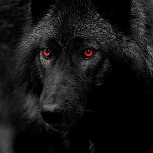 Meet your Posher, Daunte